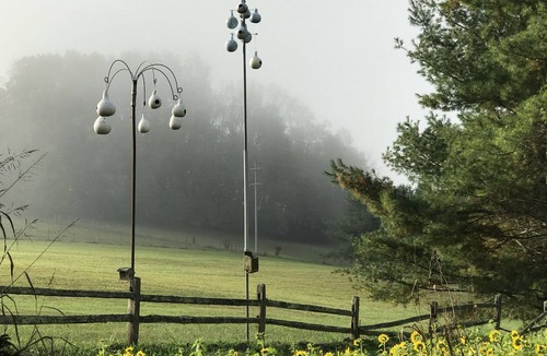 Unicoi Cabin | Peacocks, blacksmithing, buffalo, wildlife, a studio cabin by the pond.