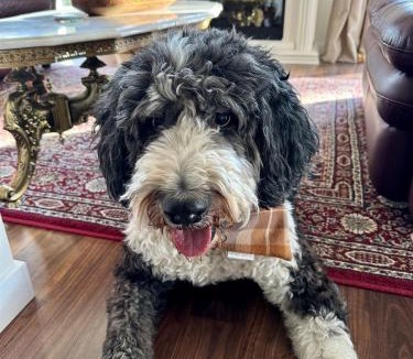 Southeast Kelowna House | Pet Friendly Licensed Suite on Haskap Farm