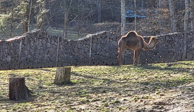 The Cozy Camel